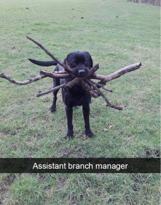 branch manager funny - Assistant branch manager
