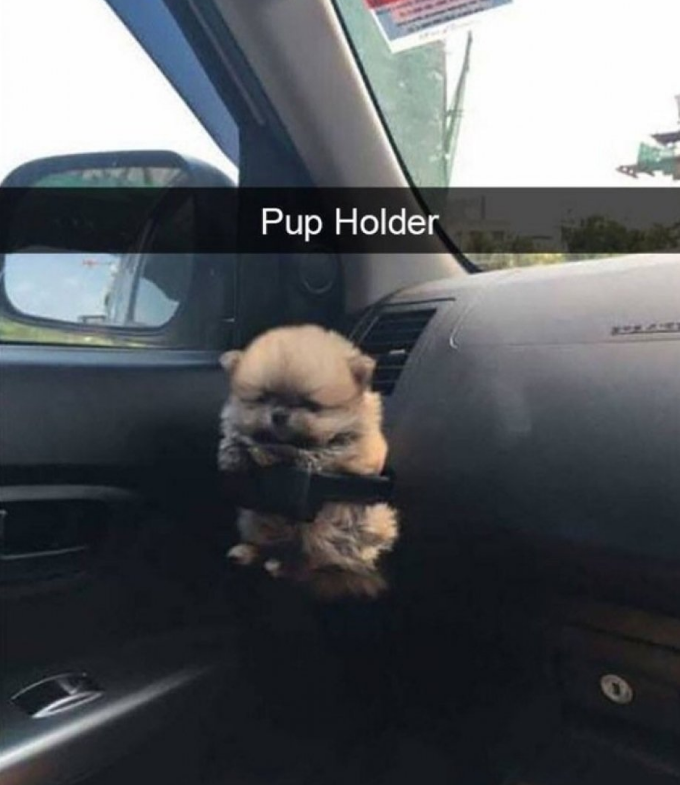 puppy holder