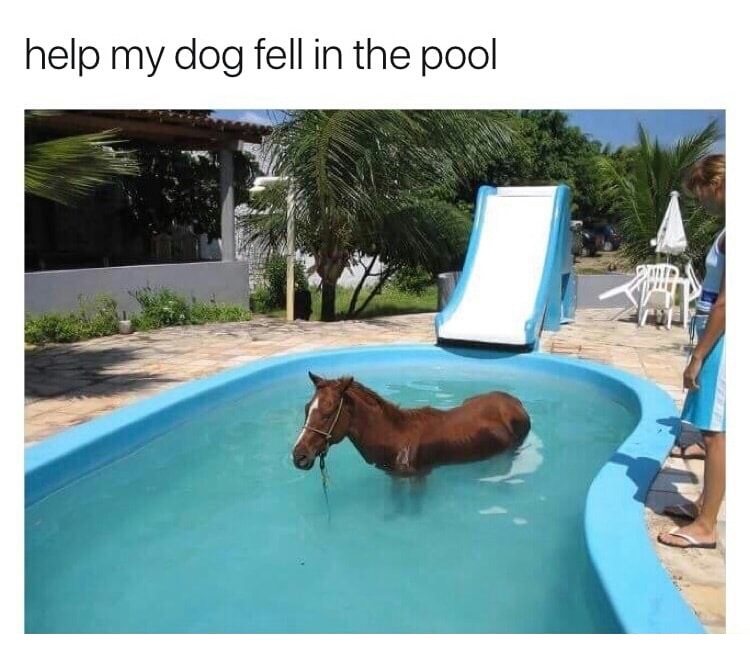 my dog fell in the pool - help my dog fell in the pool