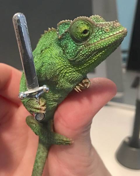Cute frog holding tiny sword.