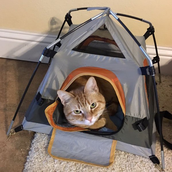 Cat in a tiny but elaborately detailed folding tent.
