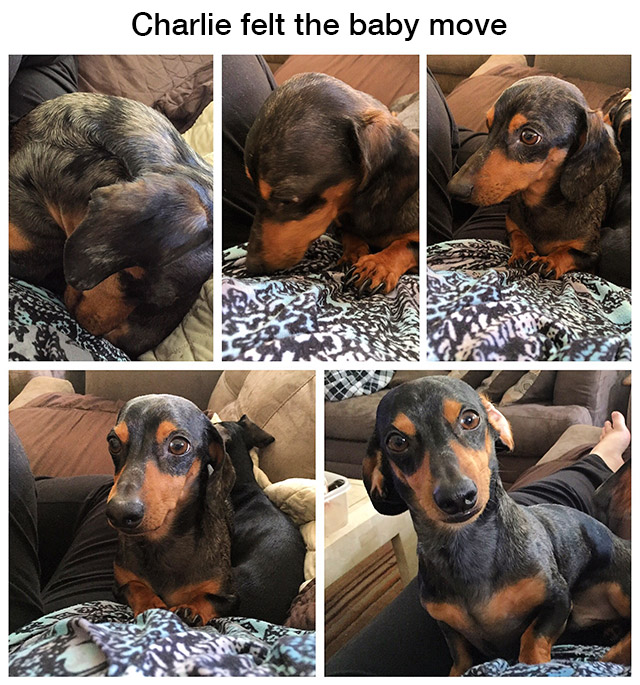 Dog that reacts to feeling the baby move.