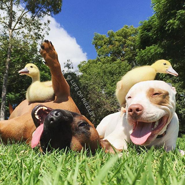 Pitbulls playing with ducks