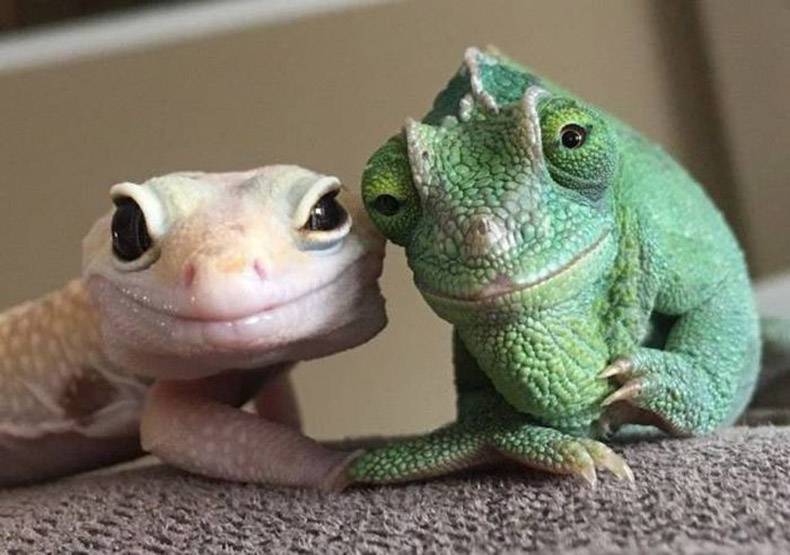 cute couple salamander and lizard