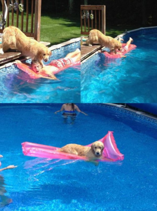 Dog takes over floating mattress in the pool. DEAL WITH IT.