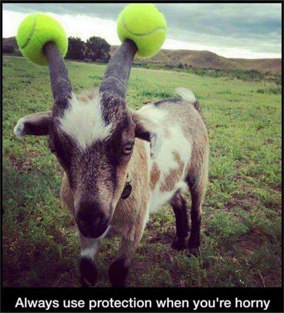 Goat with tennis balls on his horns.