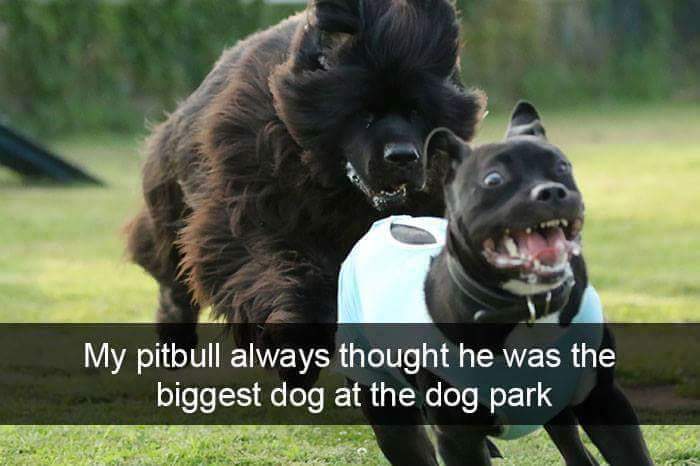 Funny snapchat of dog who thought he was the biggest in the dog park, but he was not.