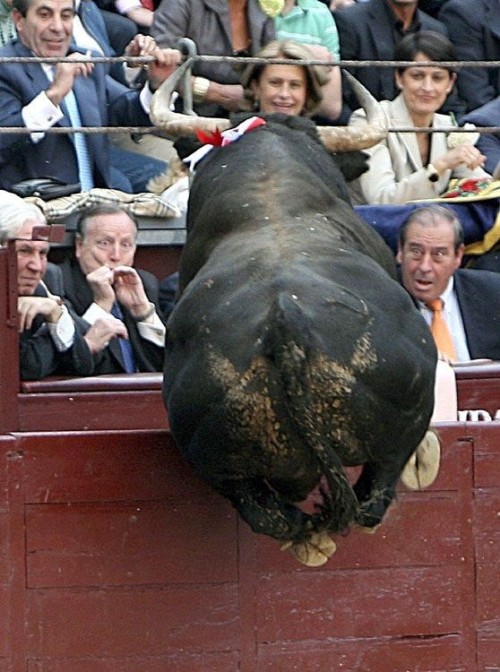 Bull that is jumping into the crowd