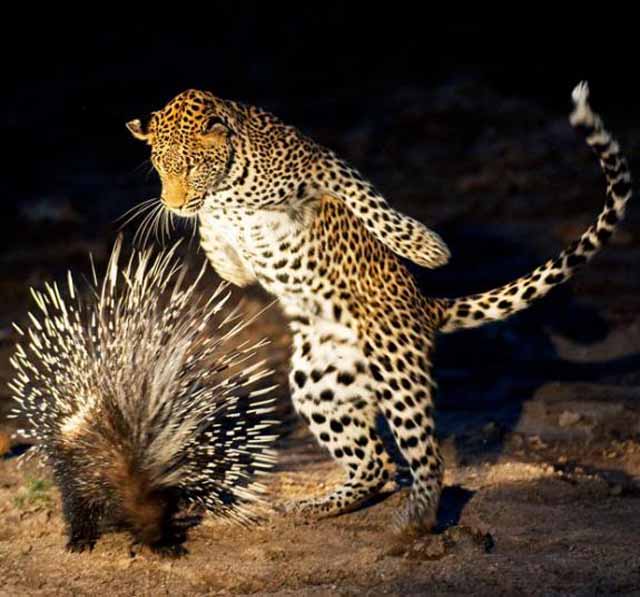 Cheetah curiously checking out a hedgehog