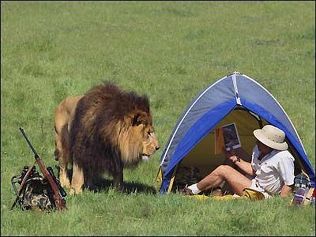 Man in a tent on the grasslands with a lion checking up on him.