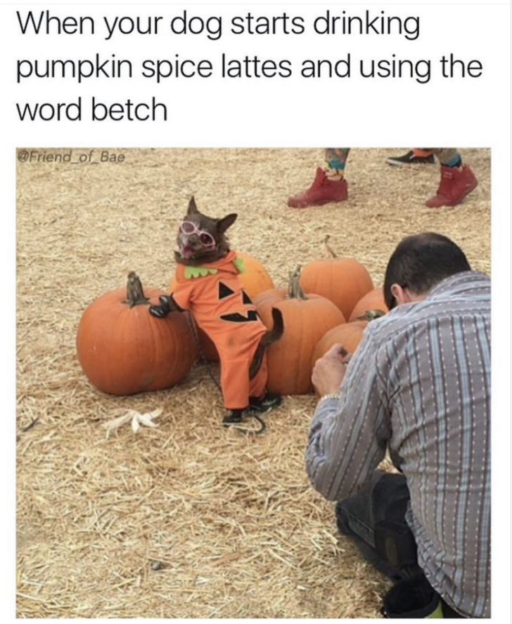 funny meme of dog posing as a pumpkin like he is one of the pumpkin spice basic girls