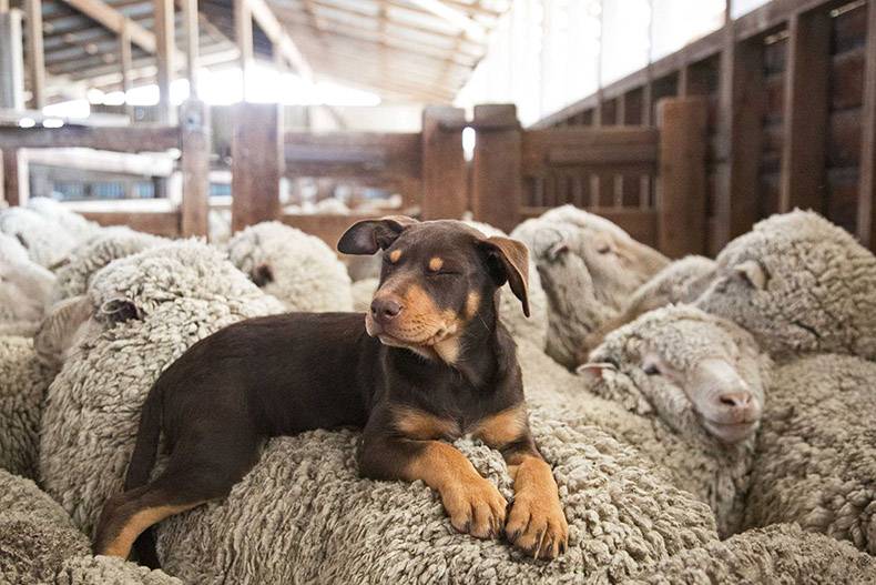 Dog chilling with sheep