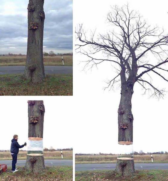 tree illusion