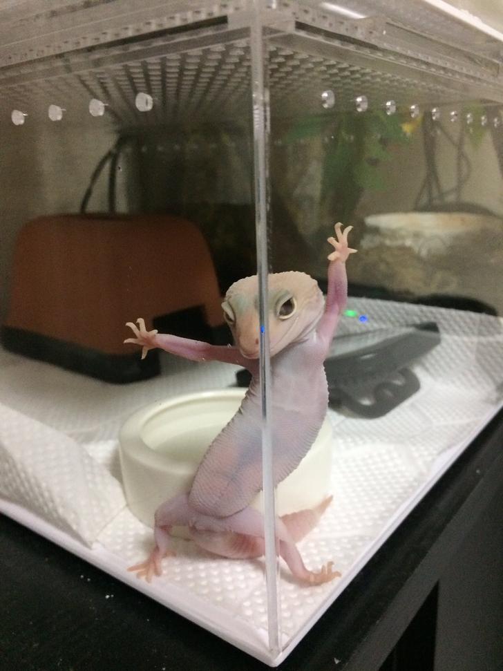 posing gecko