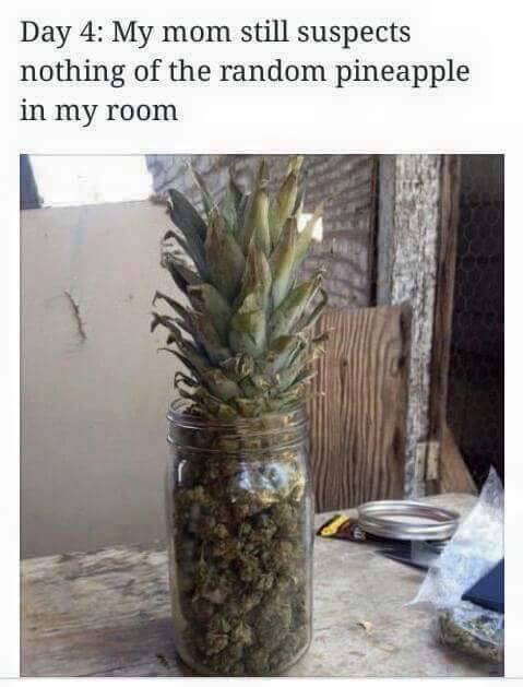 ananas weed - Day 4 My mom still suspects nothing of the random pineapple in my room