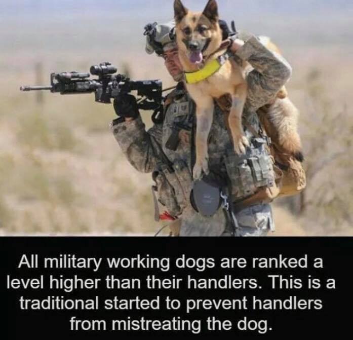 military dogs - All military working dogs are ranked a level higher than their handlers. This is a traditional started to prevent handlers from mistreating the dog.