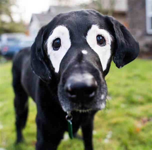 cool pic dog with vitiligo