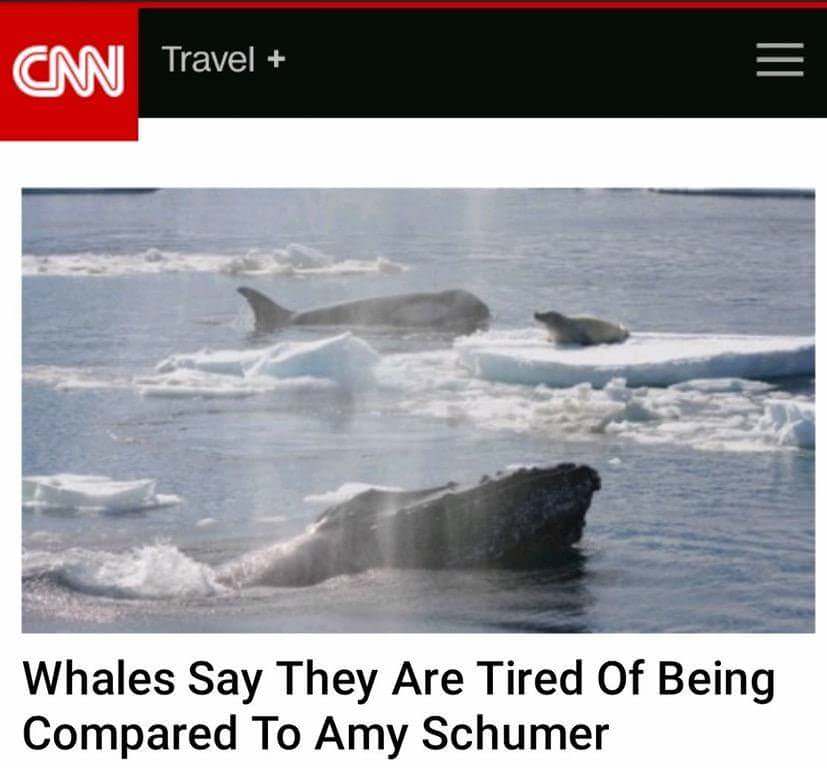 humpback whale killer whale - Cm Travel Whales Say They Are Tired Of Being Compared To Amy Schumer