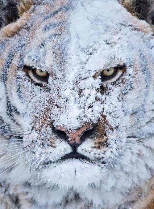 tiger after snow fight