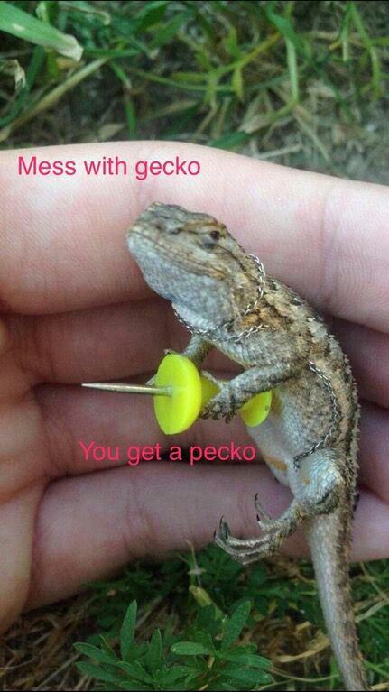 funny gecko - Mess with gecko You get a pecko