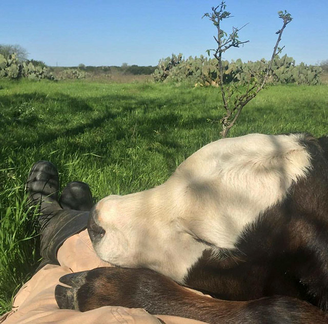 A cow enjoys some snuggles with it's owner.