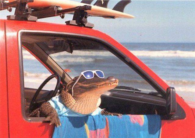 random pic alligator sunglasses