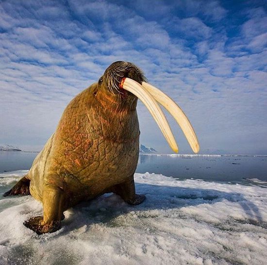 atlantic walrus