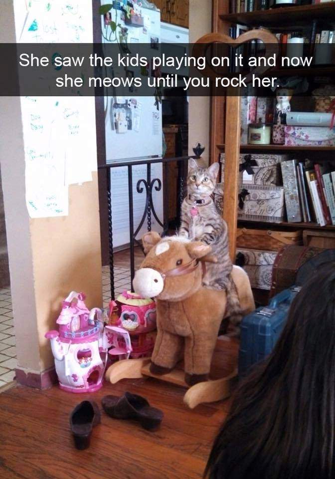funny photos you need to see - She saw the kids playing on it and now she meows until you rock her.