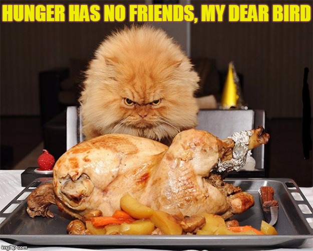 thanksgiving grumpy cat - Hunger Has No Friends, My Dear Bird imgi P.com