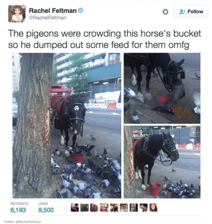 Horse - Rachel Feltman Rachel Feltman The pigeons were crowding this horse's bucket so he dumped out some feed for them omfg Les 6,193 9,500 2 1 90