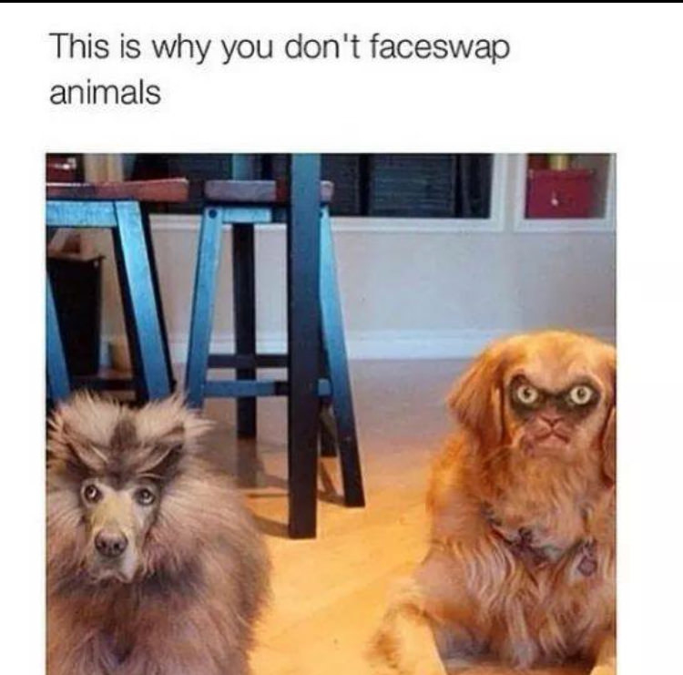 face swap dog and cat - This is why you don't faceswap animals