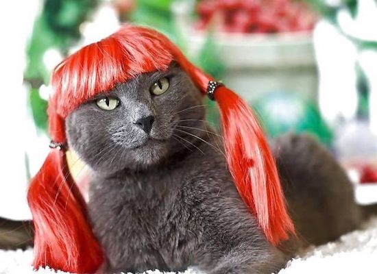 kitty wigs