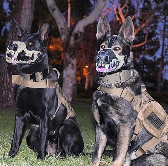 random military dog muzzles