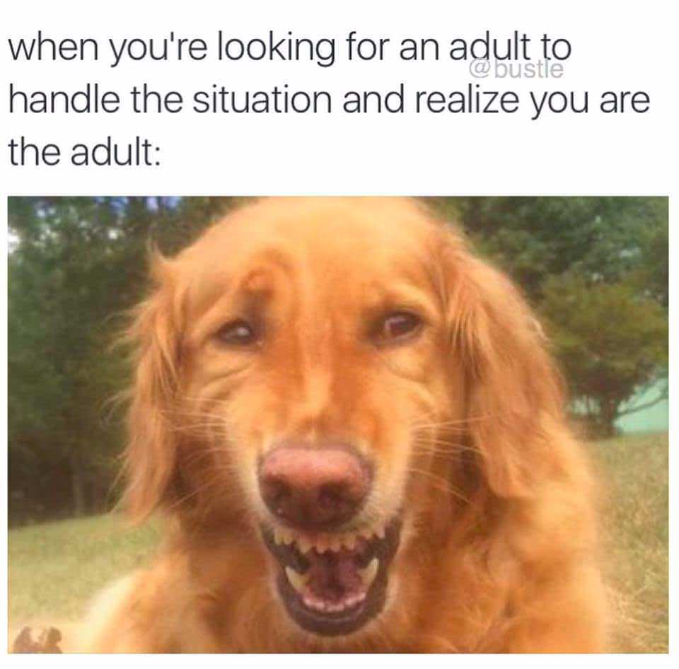 you re an adult meme - bustle when you're looking for an adult to handle the situation and realize you are the adult