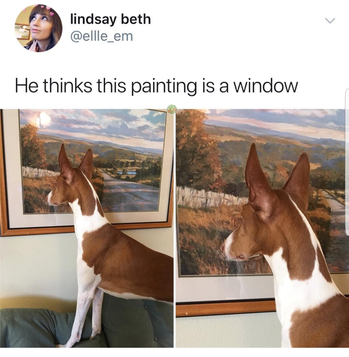 dog thinks painting is window - lindsay beth He thinks this painting is a window