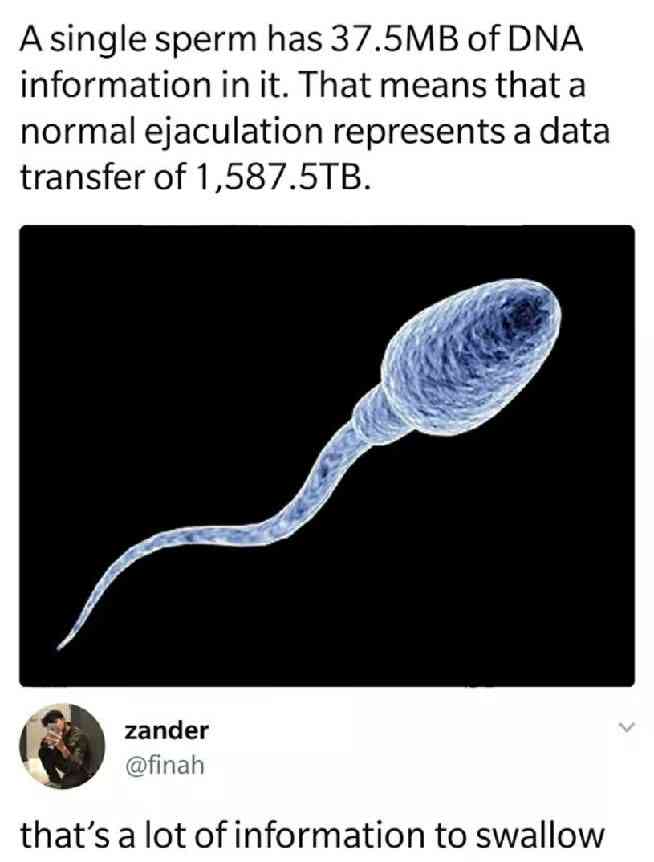 that's a lot of information to swallow - A single sperm has 37.5MB of Dna information in it. That means that a normal ejaculation represents a data transfer of 1,587.5TB. zander that's a lot of information to swallow