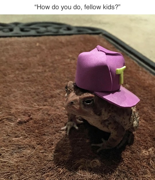 This Dude Found A Toad And Put A Hat On That Toad