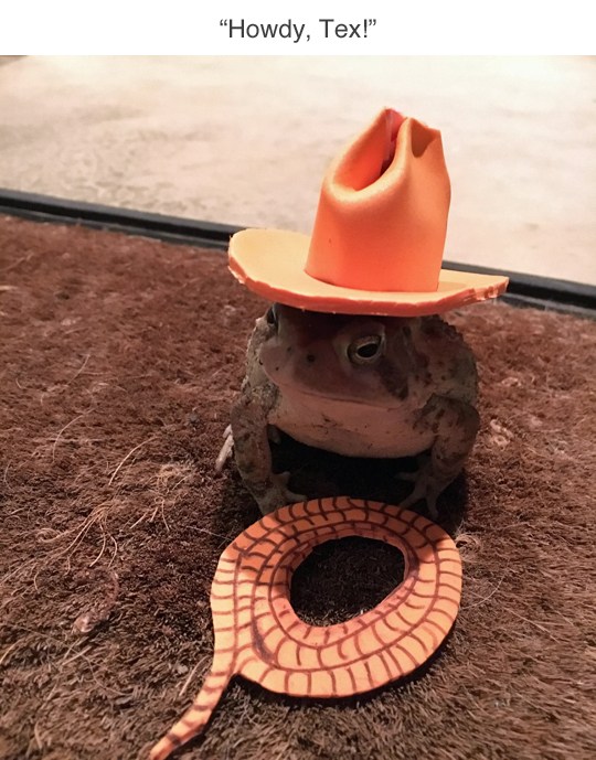 This Dude Found A Toad And Put A Hat On That Toad