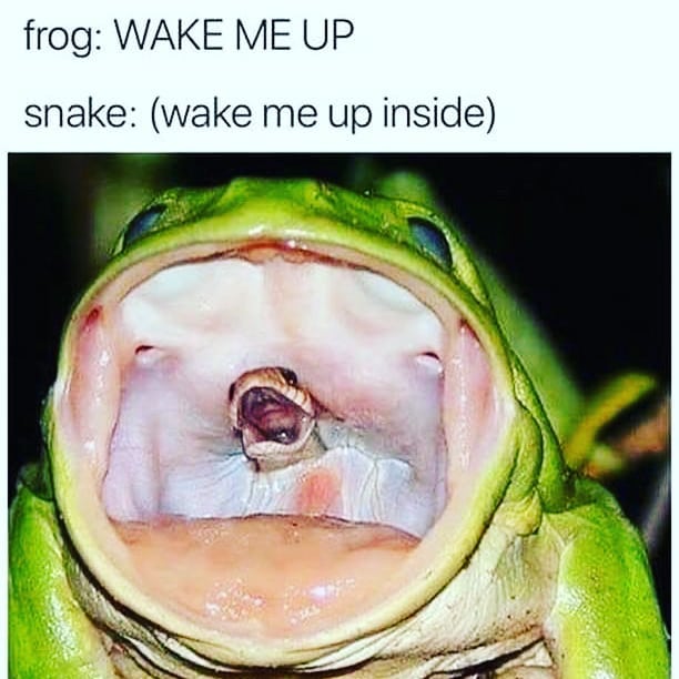 wake me up inside meme - frog Wake Me Up snake wake me up inside