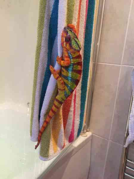 chameleon on towel