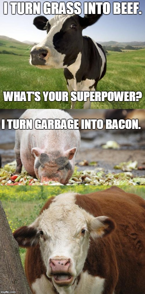 hereford cow meme - I Turn Grass Into Beef. What'S Your Superpower? I Turn Garbage Into Bacon. imgflip.com