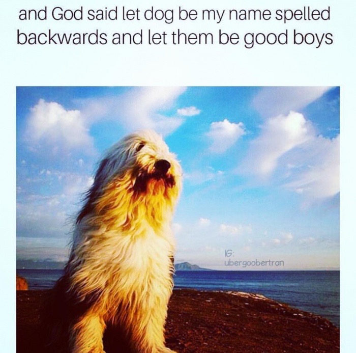 dank meme photo caption - and God said let dog be my name spelled backwards and let them be good boys 16 ubergoobertron