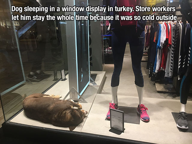 shoe - Dog sleeping in a window display in turkey. Store workers let him stay the whole time because it was so cold outside