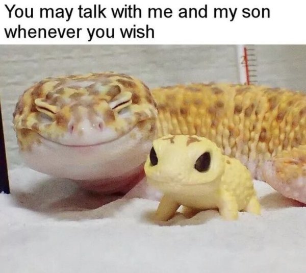 gecko meme - You may talk with me and my son whenever you wish