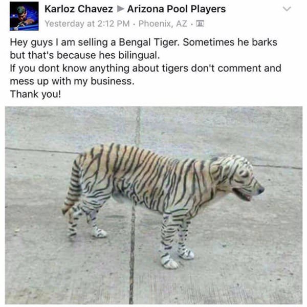 tiger dog meme - Karloz Chavez Arizona Pool Players Yesterday at . Phoenix, Az. Hey guys I am selling a Bengal Tiger. Sometimes he barks but that's because hes bilingual. If you dont know anything about tigers don't comment and mess up with my business. T