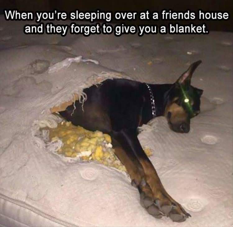 funny animal pics 2018 - When you're sleeping over at a friends house and they forget to give you a blanket.