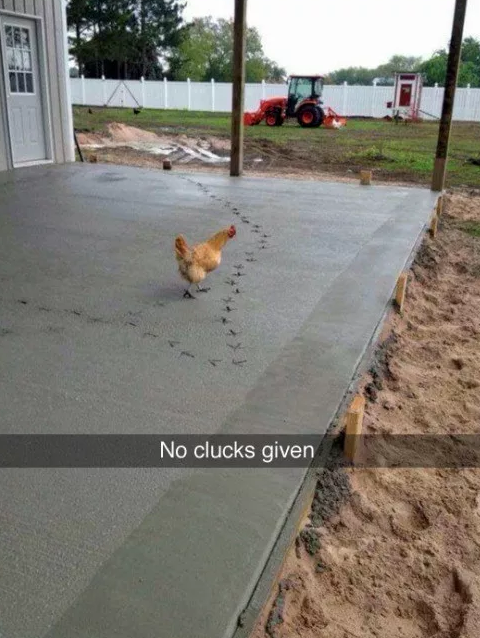 no clucks given - No clucks given