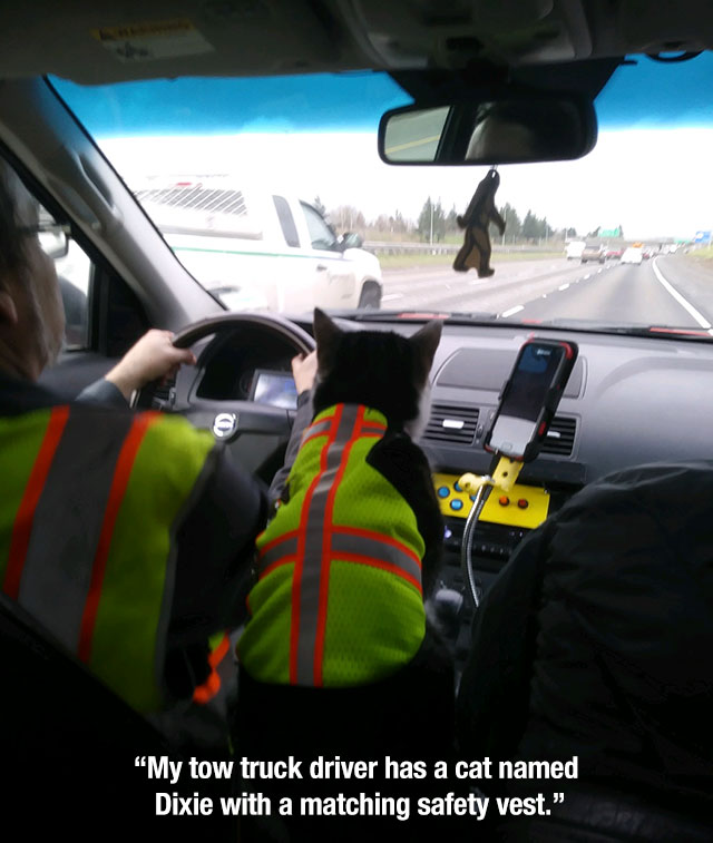 tow truck driver with cat - "My tow truck driver has a cat named Dixie with a matching safety vest."