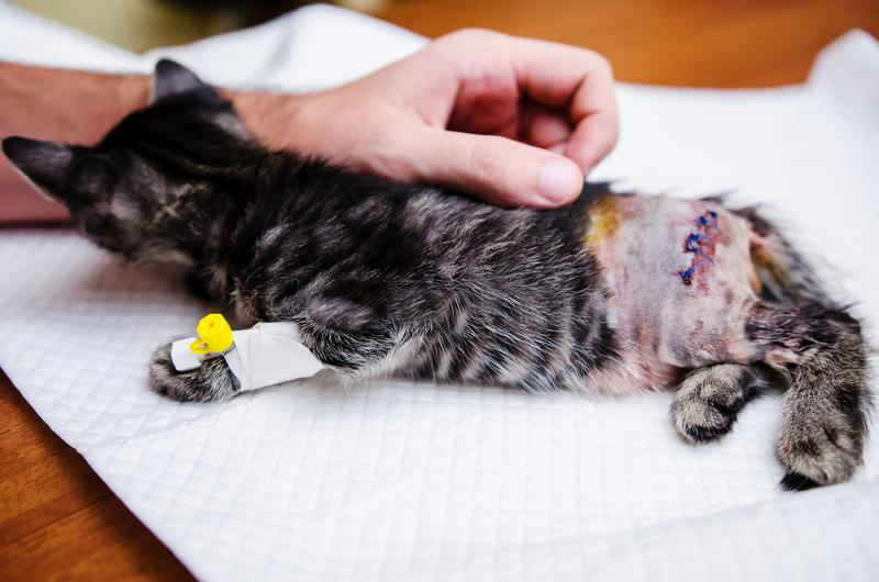 This Gallery of 14 Cats after Surgery Will Have You in Stitches