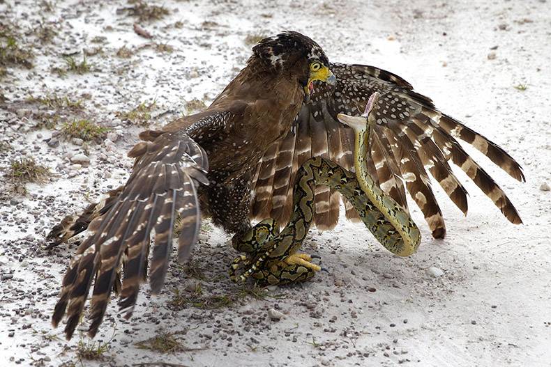 crested serpent eagle with snake -